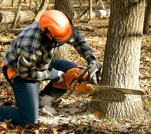 Tree Removal in Julian, NC